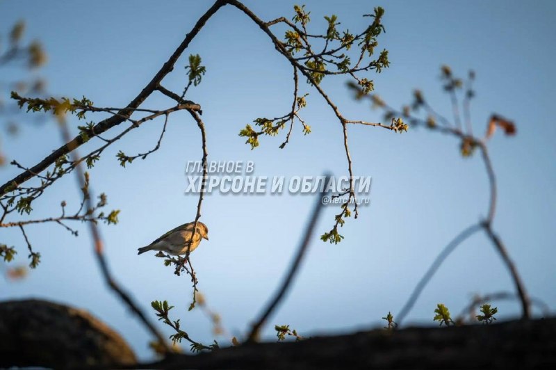Фото поста канала  Главное в Каховке и Новой Каховке