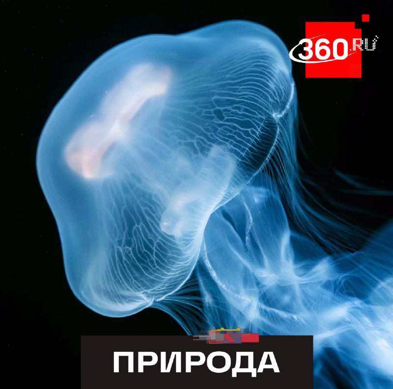 Фото поста канала  360.ru