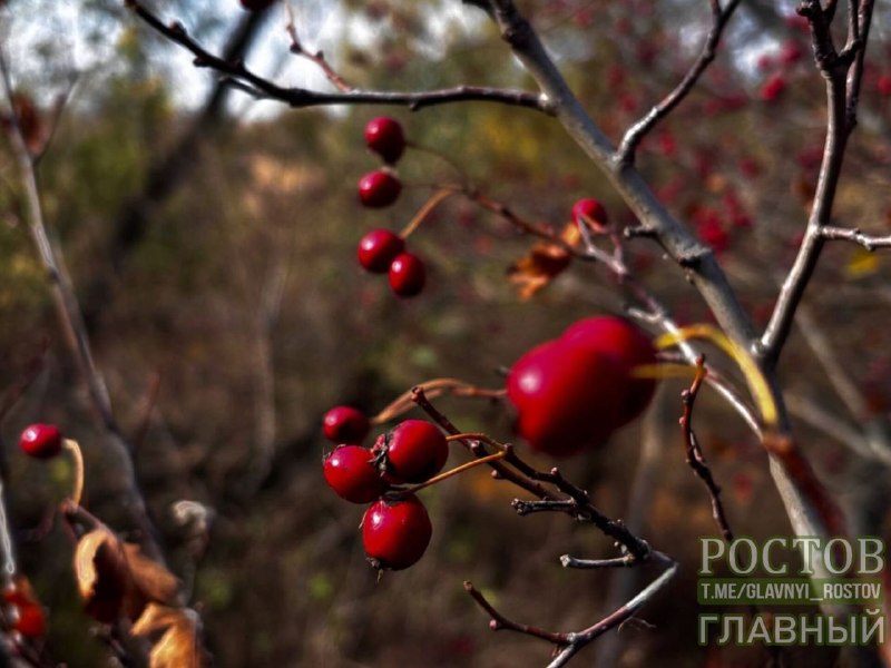 Фото поста канала  Ростов Главный новости
