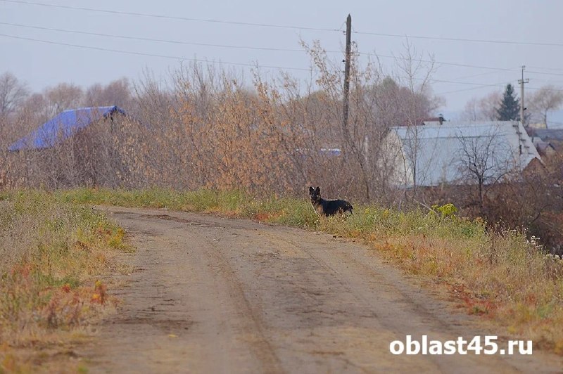 Фото поста канала  Мониторинг 45 Курганская область