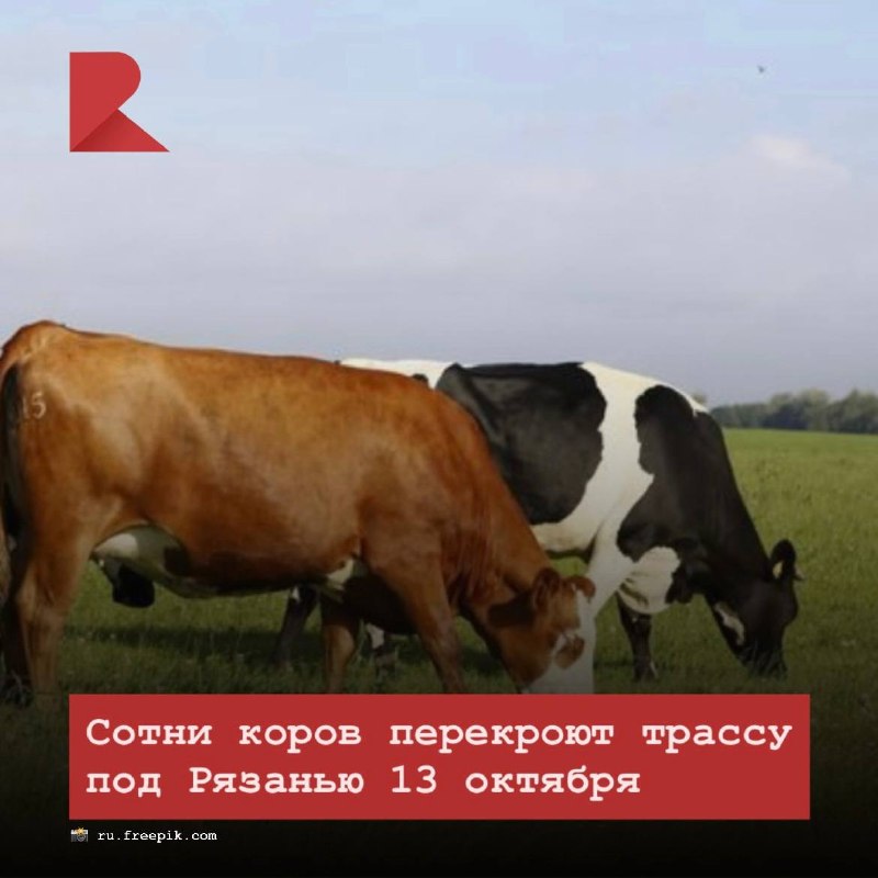 Фото поста канала RZN LIFE | ЖИЗНЬ РЯЗАНИ | РЯЗАНЬ