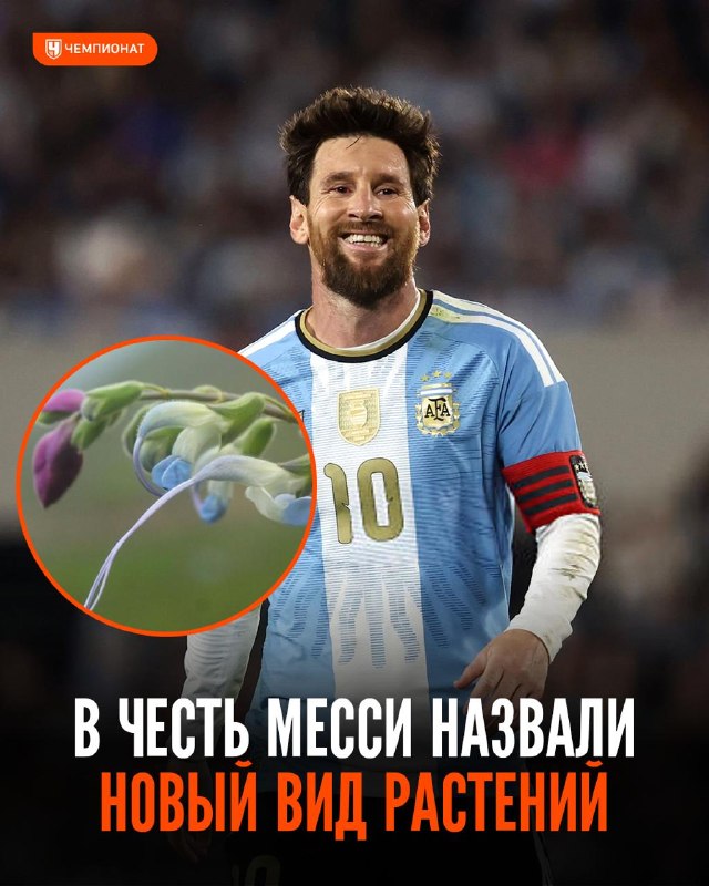 Фото поста канала Чемпионат