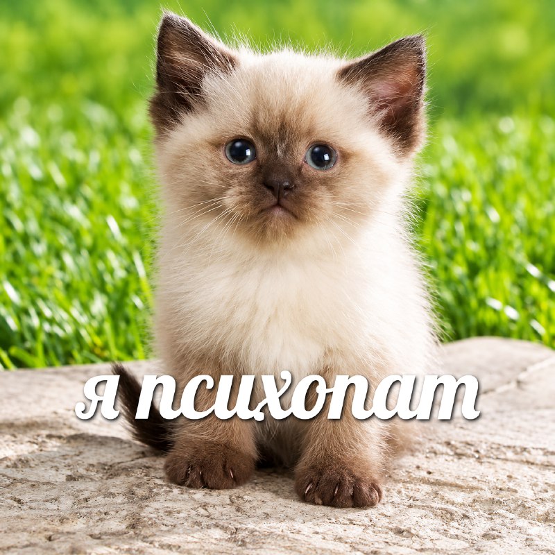 Фото поста канала Двач