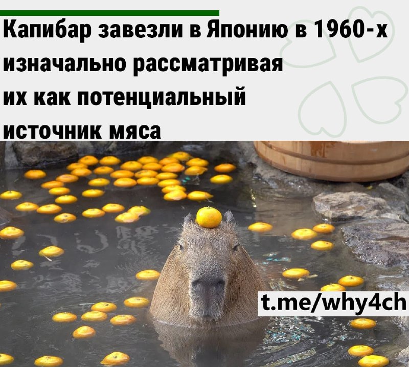 Фото поста канала 4ch