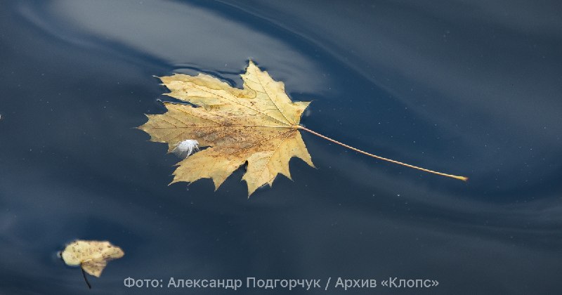Фото поста канала  Клопс