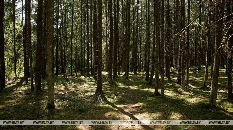 Фото поста канала  Виртуальный Брест новости