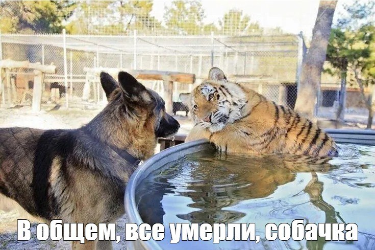 Фото поста канала  Мониторинг 45 Курганская область