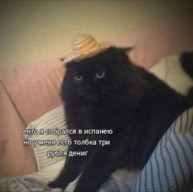 Фото поста канала мемы про котов