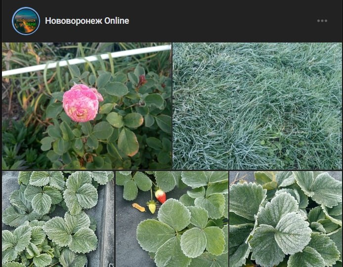 Фото поста канала  МОЁ! Online. Воронеж
