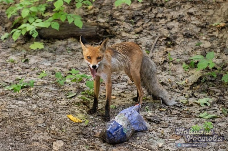 Фото поста канала  Новости Ростова - Rostovnews61