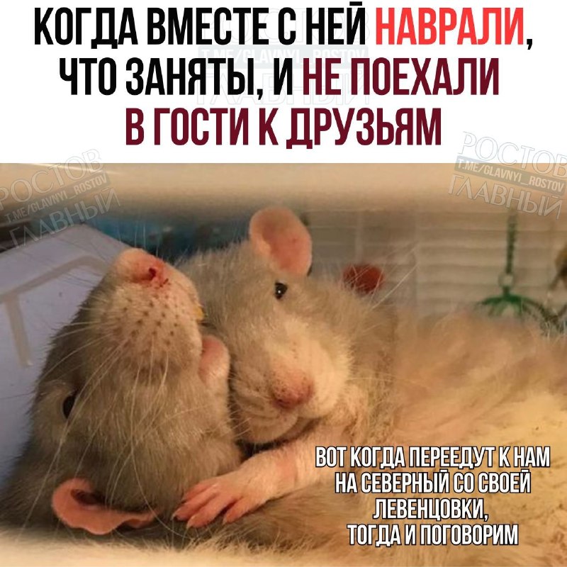 Фото поста канала  Ростов Главный новости