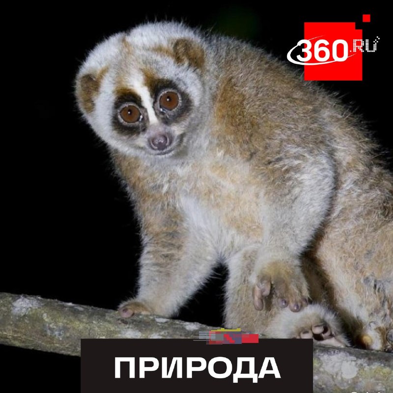 Фото поста канала  360.ru