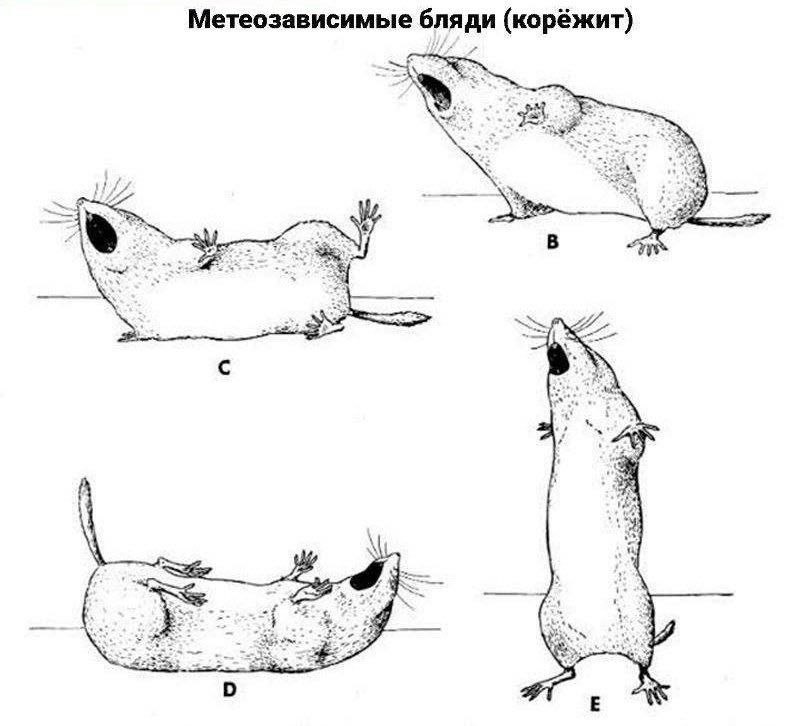 Фото поста канала  Здесь прорастают дубы 18+