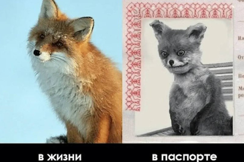 Фото поста канала Комсомольская правда: KP.RU
