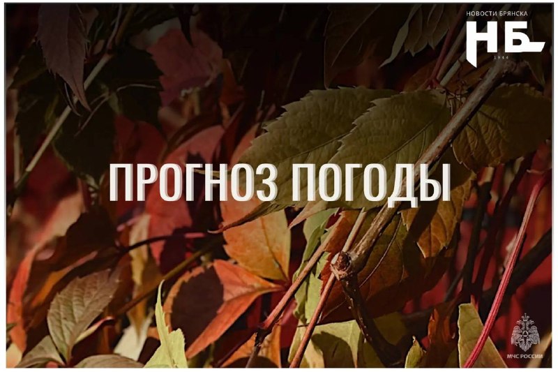 Фото поста канала  НОВОСТИ БРЯНСКА