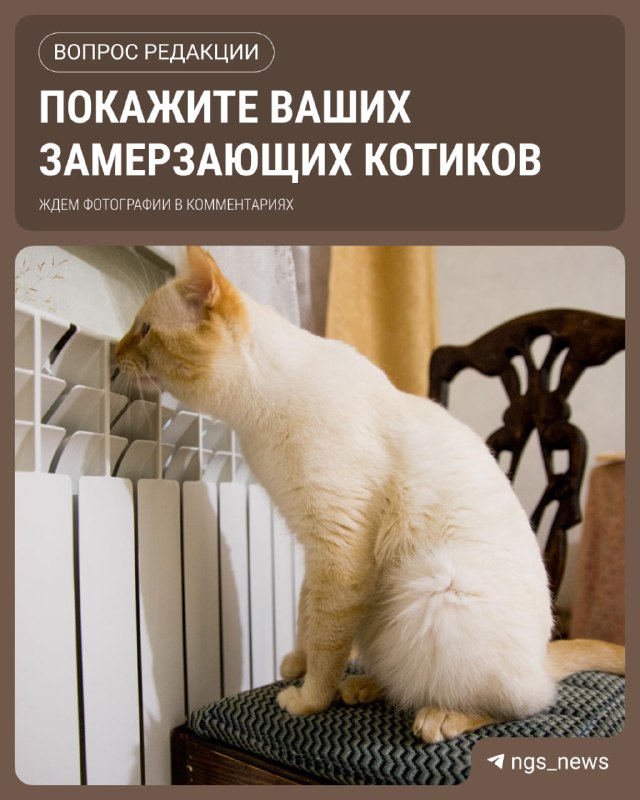 Фото поста канала НГС — новости Новосибирска