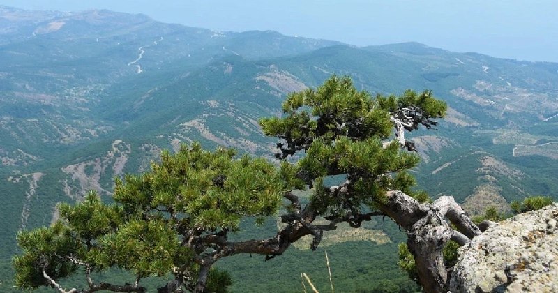 Фото поста канала  Лента новостей Крыма Z Новости Крыма