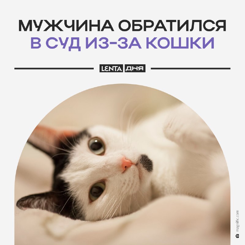 Фото поста канала Лента дня