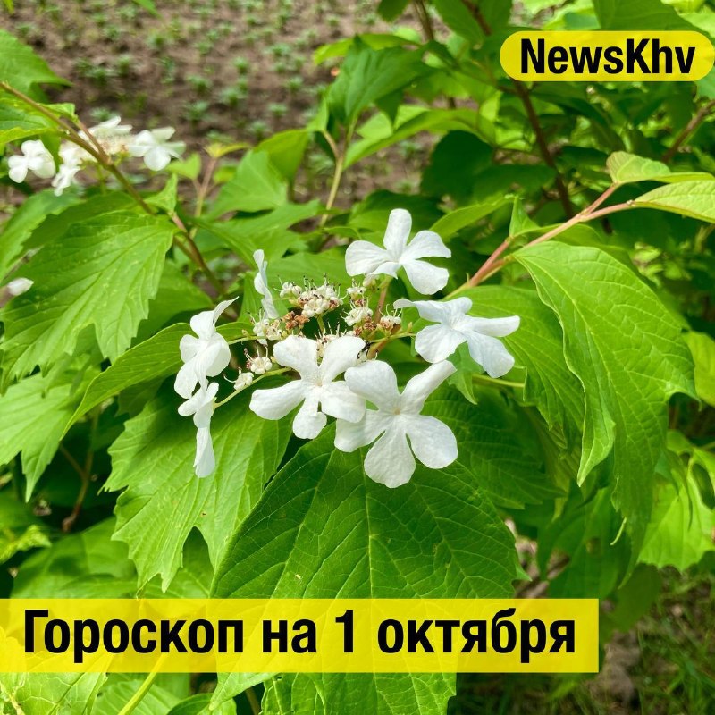 Фото поста канала  NewsKhv