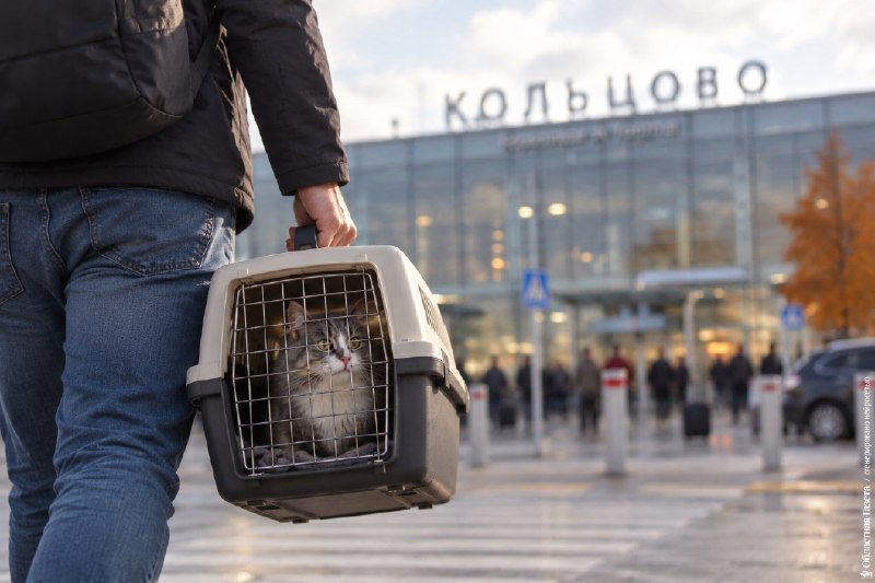 Фото поста канала  Мониторинг 66 Свердловская область