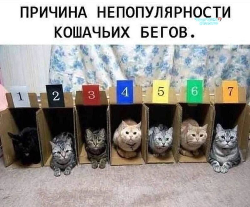Фото поста канала  Ходють тут всякие!🍄
