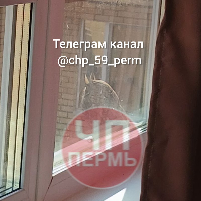Фото поста канала ЧП Пермь | новости