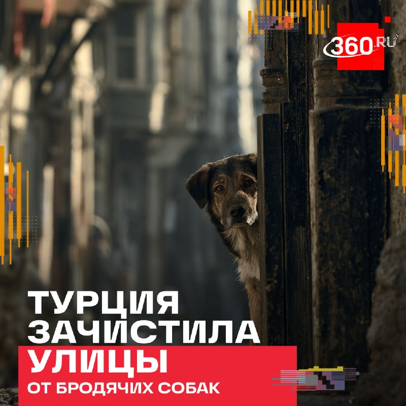 Фото поста канала  360.ru