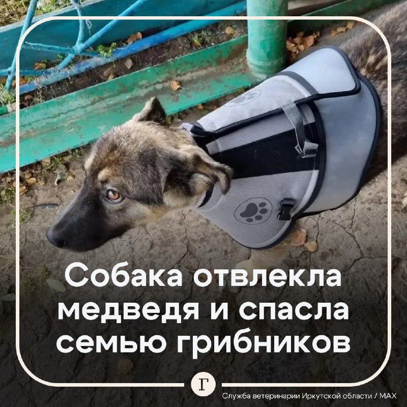 Фото поста канала  Газета.Ru